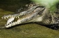 узкорылый крокодил 